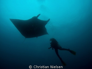 My wife and a friendly manta in silhouette. The Boiler, S... by Christian Nielsen 
